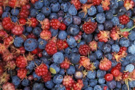Verschiedene Waldbeeren und Dessert-Varianten als Übersicht