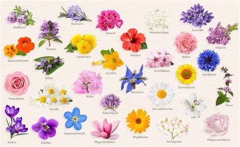 Verschiedene essbare Blüten: Rosen, Veilchen, Gänseblümchen, Lavendel