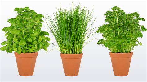 Verschiedene frische Kräuter aus dem Garten