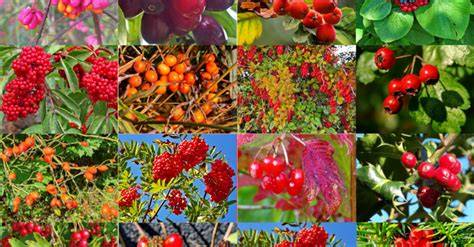 Verschiedene rote Früchte für Marmelade
