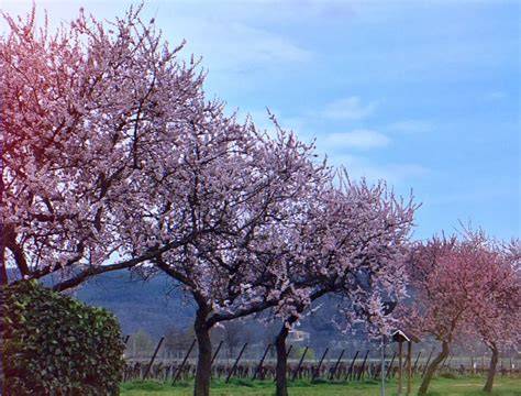 Vielfältige Marmelade-Variationen im Sommer