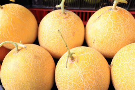 Vielfalt verschiedener Melonen-Nachtische