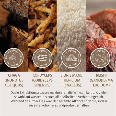 Vitalpilz Lion’s Mane und Reishi als Superfoods