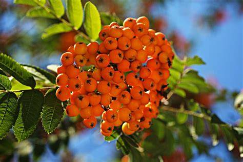 Vogelbeeren am Baum