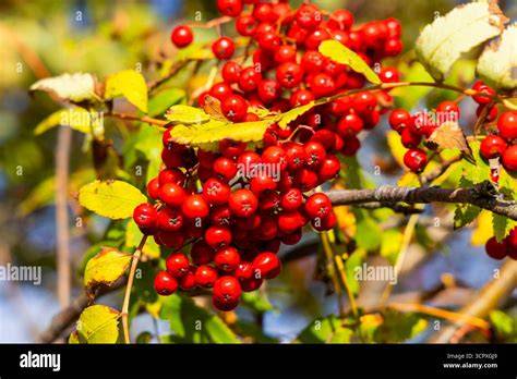 Vogelbeeren am Baum im Spätsommer
