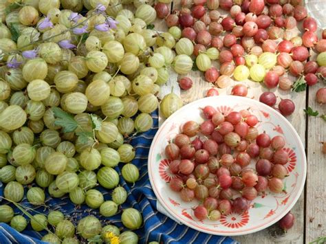 Vorbereitung frischer Stachelbeeren