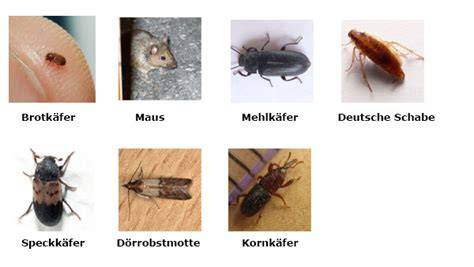 Vorratsschädlinge im Haushalt: typische Arten und betroffene Lebensmittel