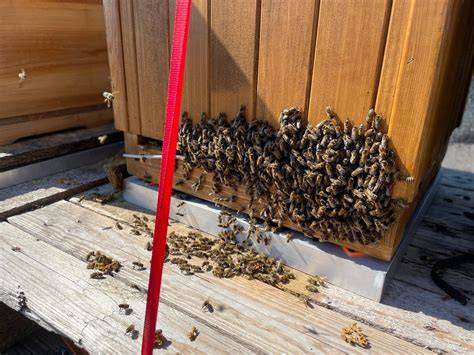 Waage zur Futterkontrolle im Bienenstock