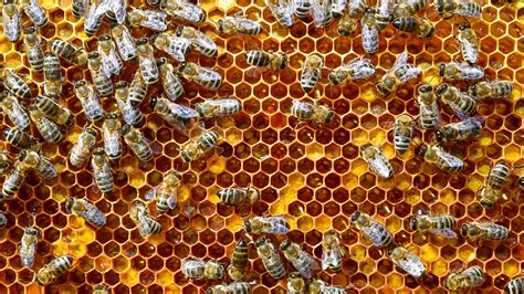 Waben mit Bienen in Ostfriesland