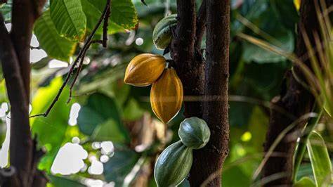Wachstums- und Erntezyklus des Kakaobaums: Von Blüte bis Schote
