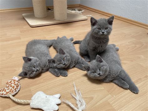 Wachstumsphase Britisch Kurzhaar Kitten