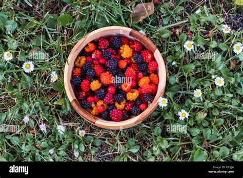Waldbeeren frisch gepflückt in kleinen Schalen