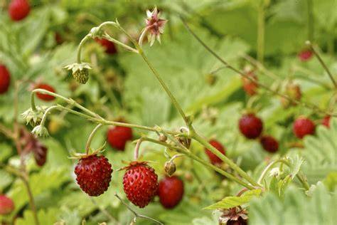 Walderdbeeren am Waldrand