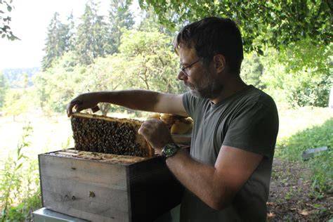 Waldhonig im Glas und Bienen im Wald