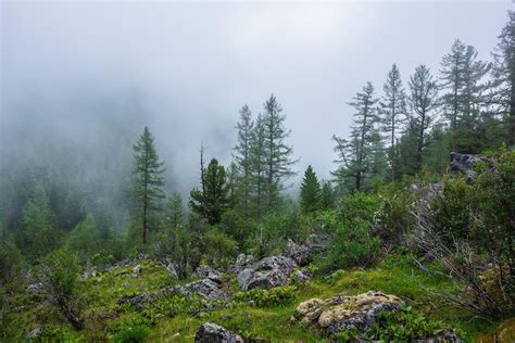 Waldlandschaft mit Trüffelbäumen in Istrien