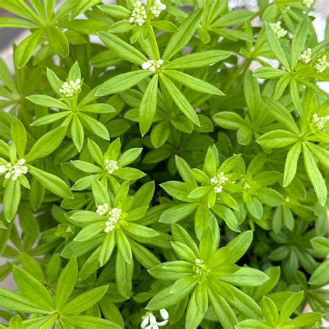 Waldmeister Pflanze und Blüten im Frühling