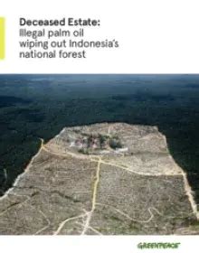 Waldzerstörung für Palmölplantagen in Indonesien