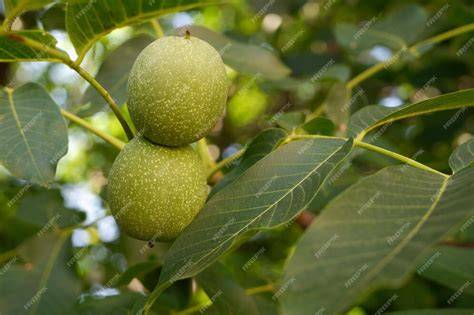 Walnüsse auf chilenischem Baum und Ausblick auf Plantagen