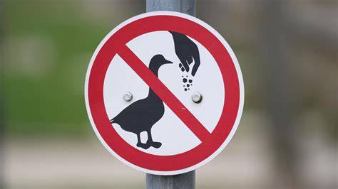 Warnschild: Schokolade und Brot verboten für Enten