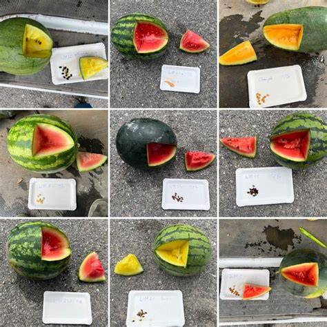 Wassermelonen im Supermarkt, verschiedene Sorten, Herkunftsländer