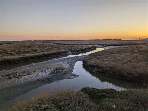 Weidelandschaft der Salzwiesen bei St. Peter-Ording mit blühendem Strandflieder
