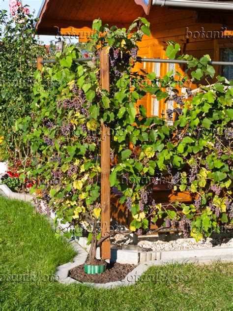Weinrebe im Garten, Isabellatraube, traditionelle Weinlese