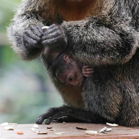 Weisskopfsaki im Zoo - Gesundheitswarnung wegen Schokolade