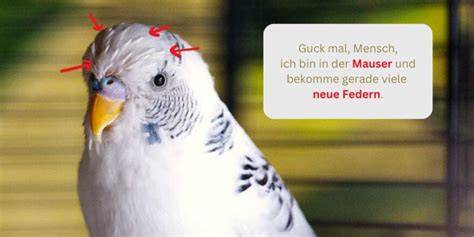 Wellensittich in der Mauser, schwaches Gefieder
