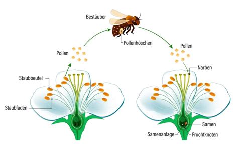 Wespe auf Blüte (Bestäubung)