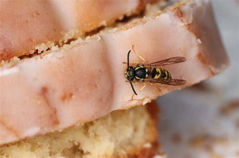Wespe frisst Kuchen (Foto einer typischen Sommer-Szene)