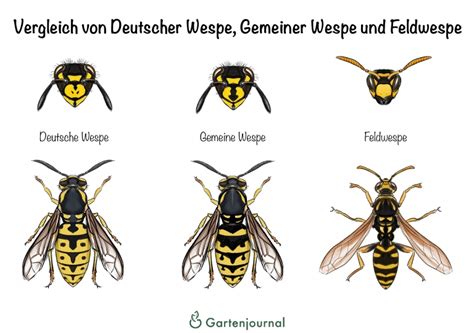 Wespe im Detail: Körperbau und Färbung