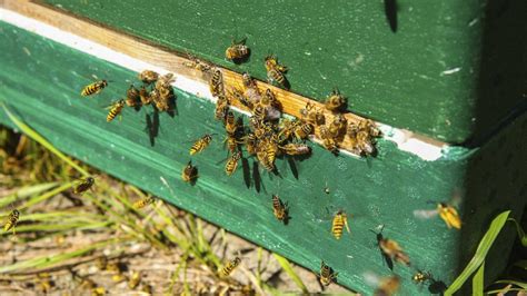 Wespen am Bienenstock - Konkurrenz um Honigduft