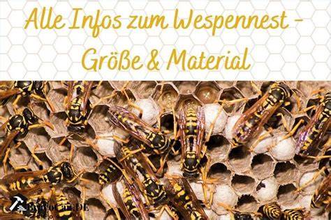 Wespen und ihre verschiedenen Nester