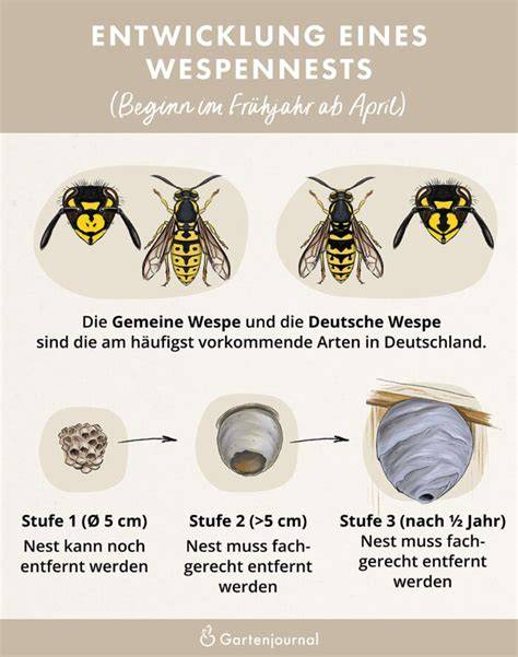Wespennest-Aufbau mit Brutzellen (Schemazeichnung)