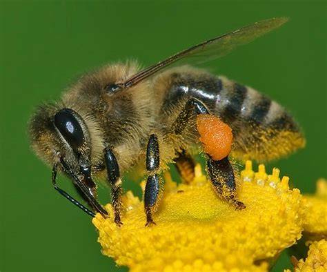 Westliche Honigbiene Apis mellifera beim Nektarsammeln