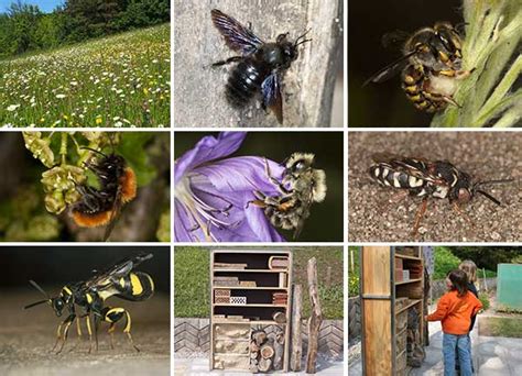 Wildbienen - Vielfalt ohne Honig