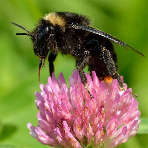 Wildbienen an Blüten - kein Honigbau