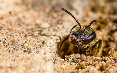 Wildbienenarten und Nistplätze in Mitteleuropa