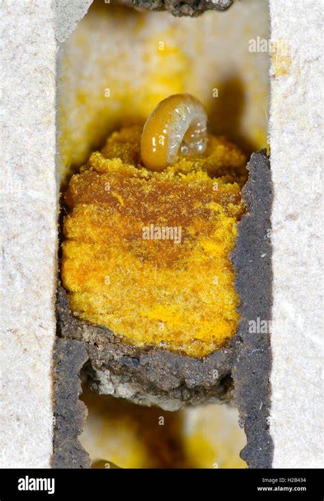 Wildbienennest mit Pollenbrot