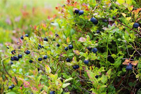 Wilde Blaubeeren in Kanada: Sträucher und Ernte