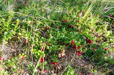 Wilde Preiselbeeren im alpinen Moorgebiet