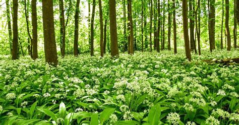 Wilder Bärlauch im Wald