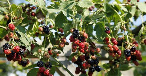 Wildpflaumen und Brombeeren im Garten