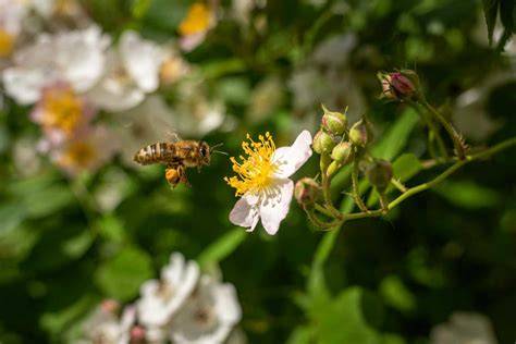 Wildrosen und Bienen im Garten