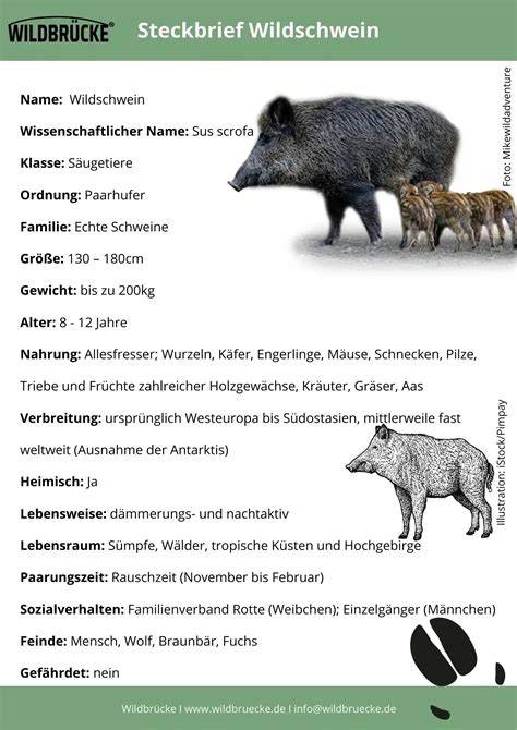 Wildschwein auf Trüffelsuche und Sporenverbreitungsgrafik