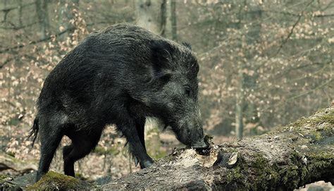 Wildschwein beim Aufspüren von Trüffeln