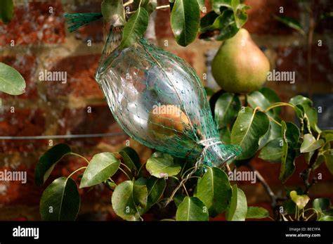 Williams-Christ-Birne am Baum in der Erntee phase