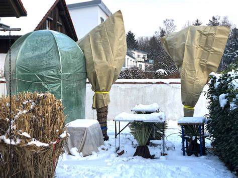 Winterschutz Herbst-Salbei im Garten
