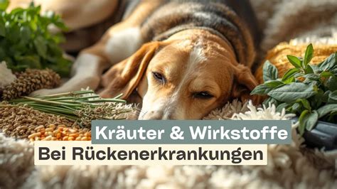 Wirkstoffe und Vorteile ausgewählter Kräuter