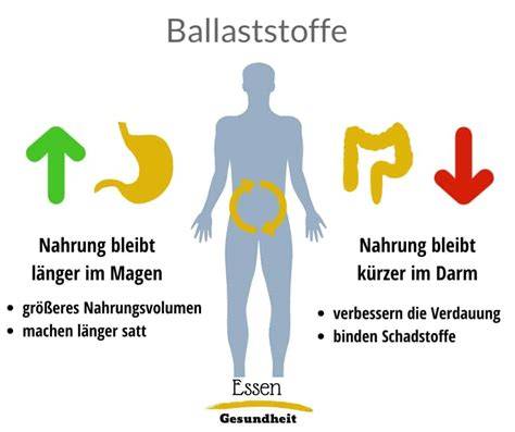 Wirkung von Ballaststoffen im Darm